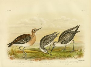 マーシュトリンガ、1891 作： Gracius Broinowski